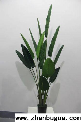 房屋風水：房子與植物